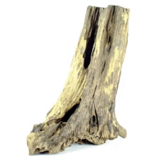 BACK ZOO NATURE THAI TREE TR UNK SMALL BACK ZOO NATURE THAI TREE TR UNK SMALL